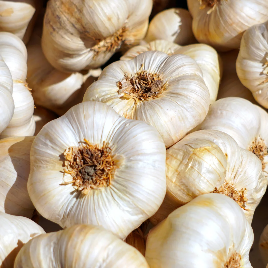 Garlic
